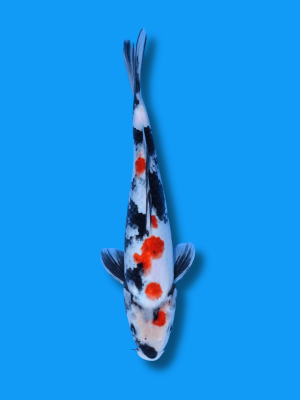 Kindai Showa | Koi&Co.